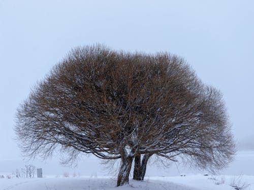 Gratis lagerfoto af forkølelse, landdistrikt, landet