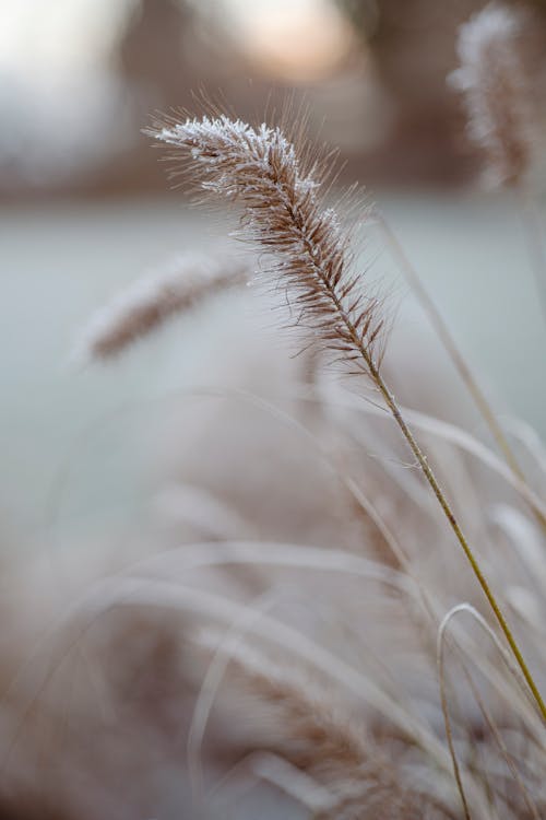 Fotobanka s bezplatnými fotkami na tému dedinský, kvet, príroda