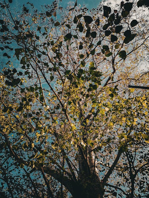 Free stock photo of bamboo trees, blue, blue sky