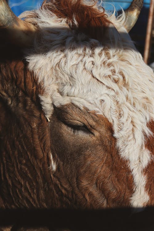 가축, 갈색, 동물 사진의 무료 스톡 사진