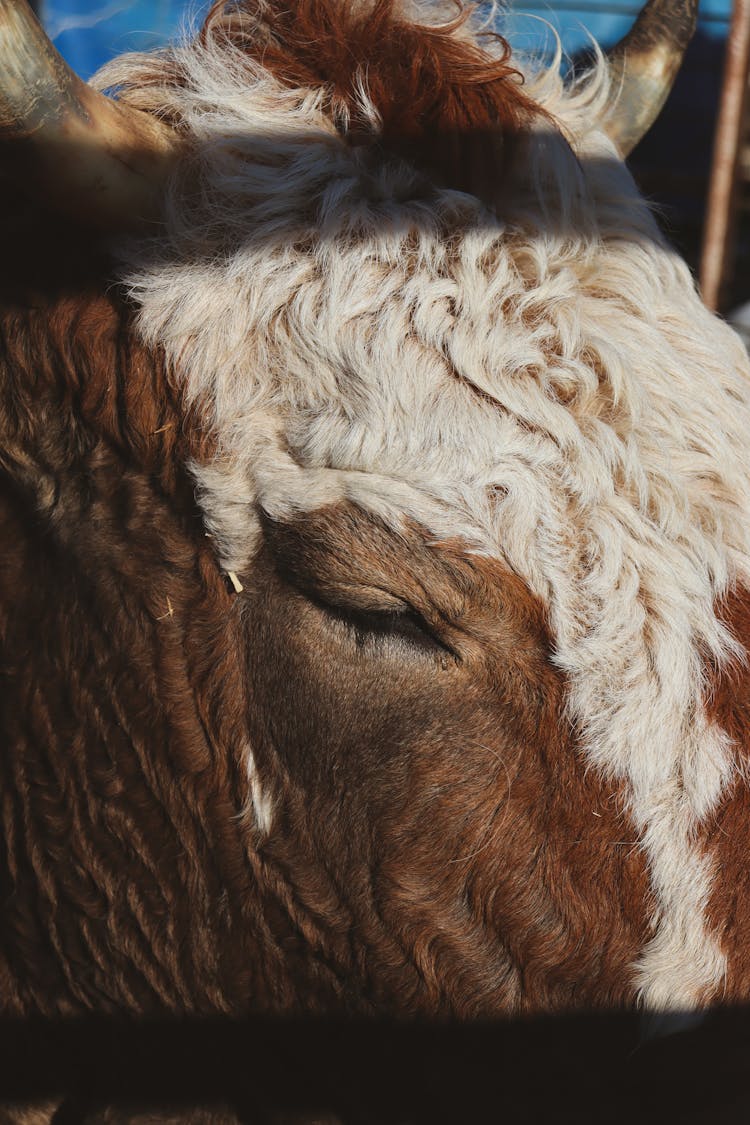 Brown And White Hide On Cow Head