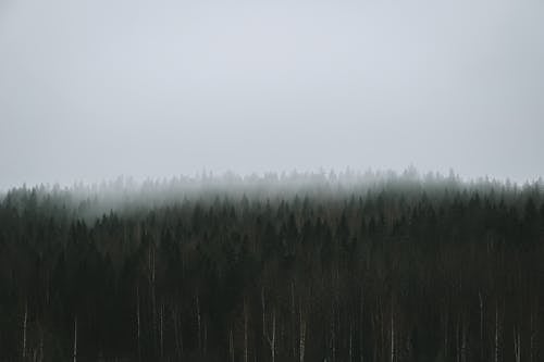 Gratis stockfoto met bomen, Bos, bosgebied