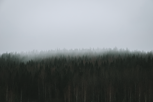 Silent misty forest with dense fog creating a serene and moody atmosphere.