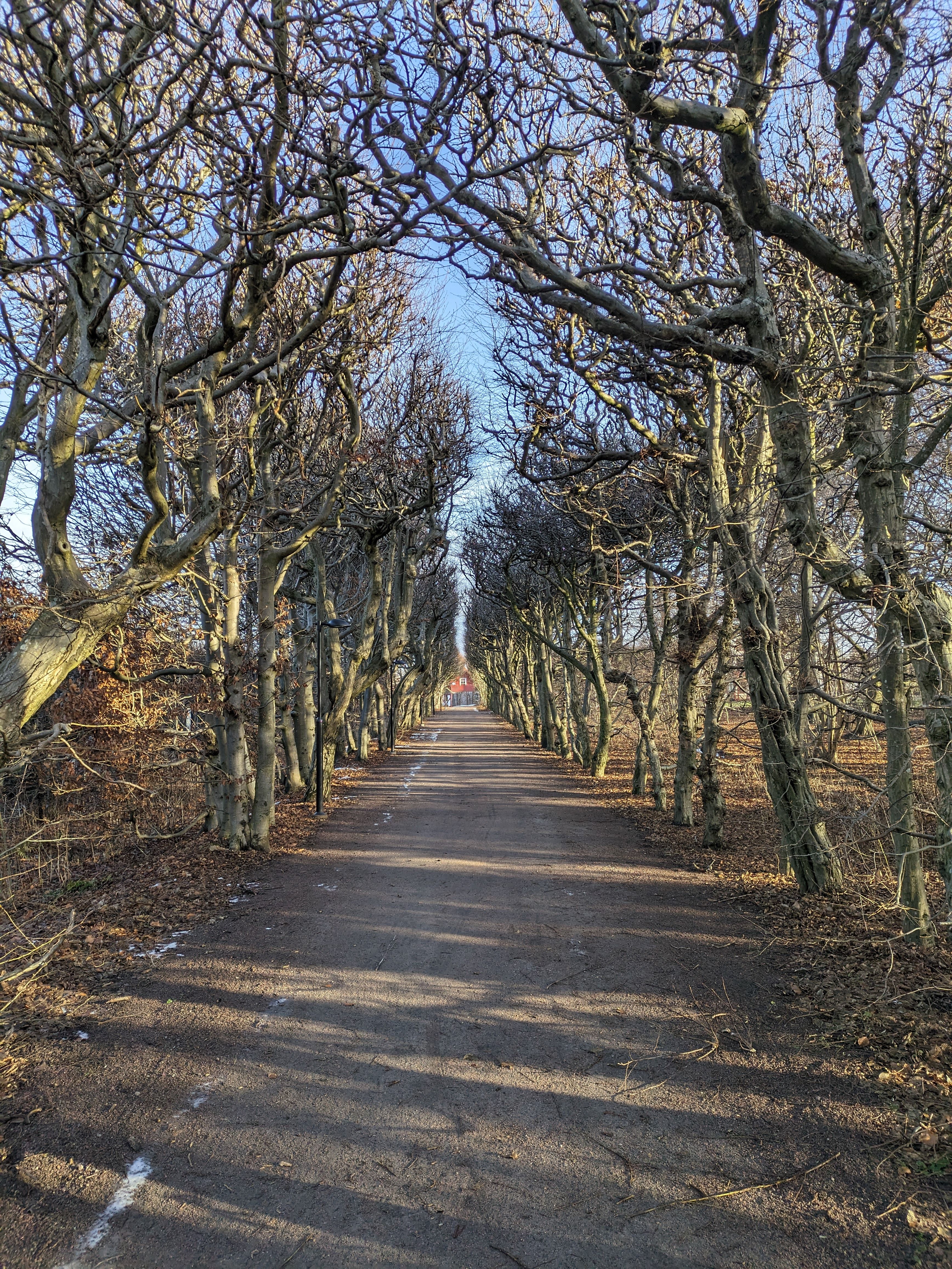 A path through the woods with bare trees · Free Stock Photo