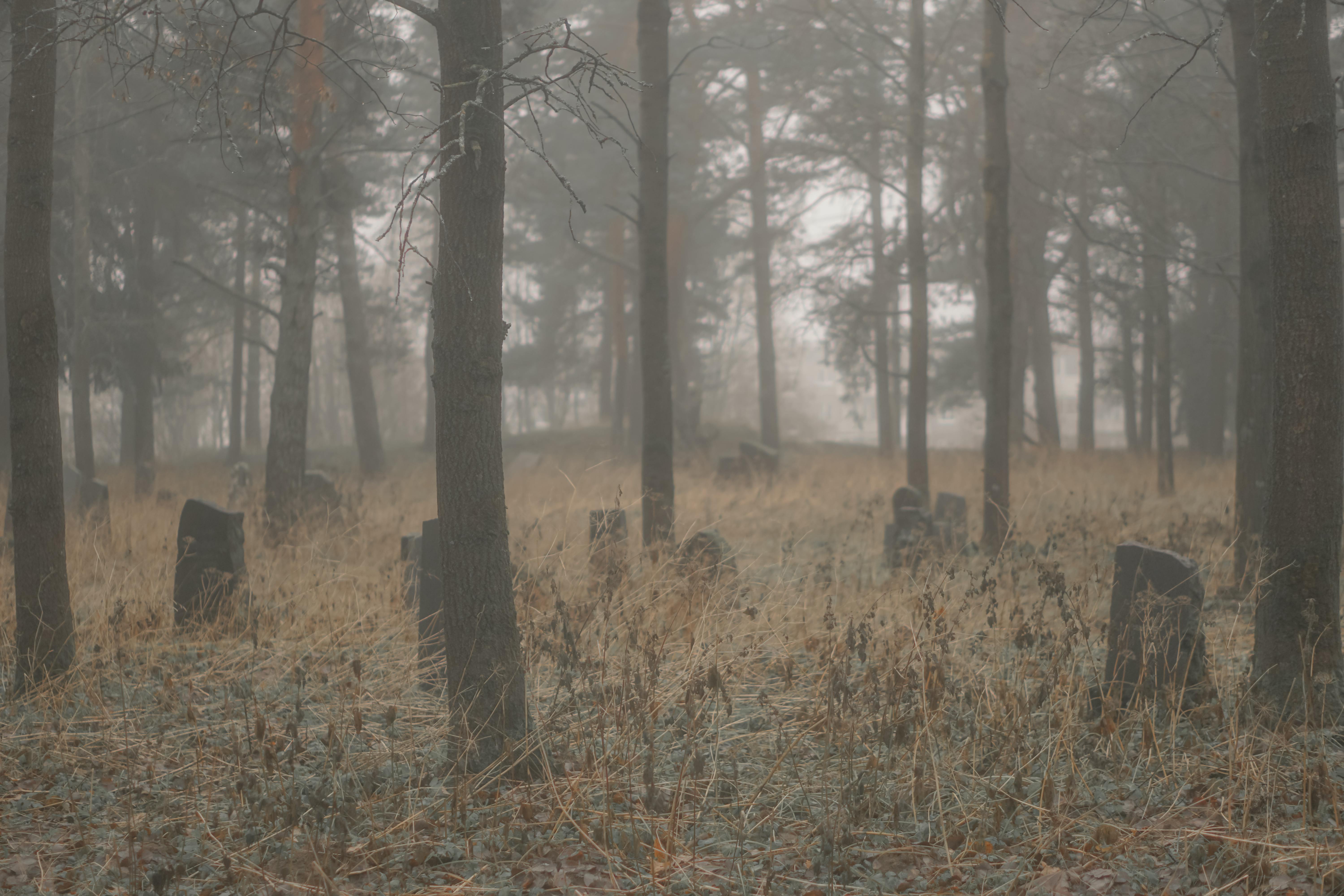 Moody forest scene with fog enveloping autumn trees and woodland pathways.
