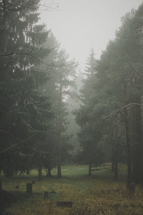 Fog in a Forest
