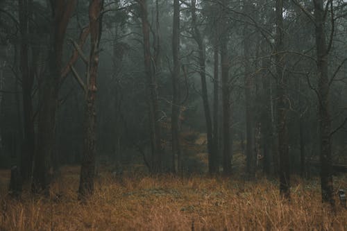 View of a Forest in Autumn