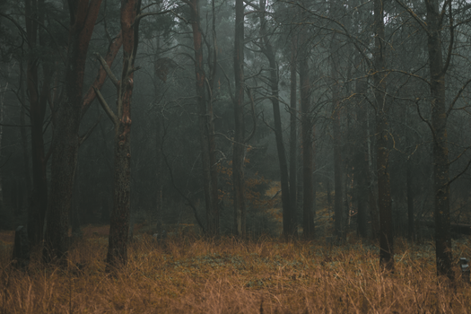 A tranquil foggy forest with tall trees and autumn colors, creating a mystical atmosphere.