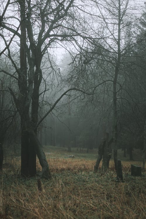 Fog in Forest