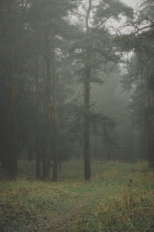 Free Moody fog envelops a tranquil forest path in a dense woodland setting, creating an eerie atmosphere. Stock Photo