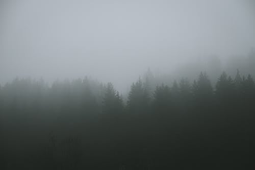 View of a Forest on a Foggy Day