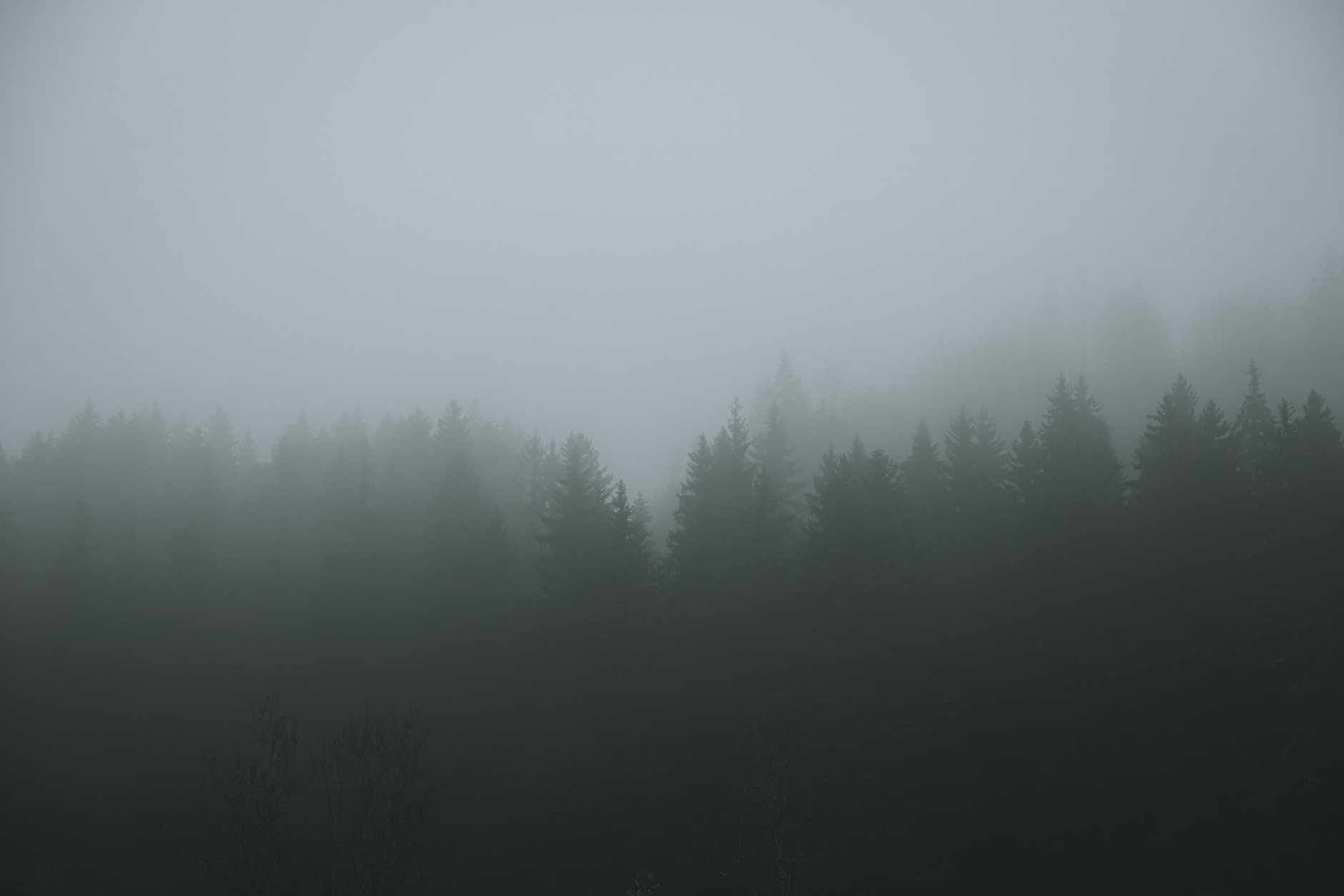 A serene misty forest with pine trees enveloped in fog, creating a tranquil atmosphere.. serene, misty, forest