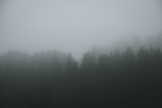 A serene misty forest with pine trees enveloped in fog, creating a tranquil atmosphere.. serene, misty, forest