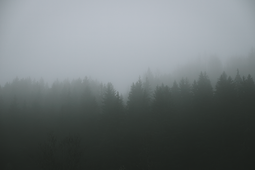 Free A serene misty forest with pine trees enveloped in fog, creating a tranquil atmosphere. Stock Photo