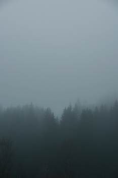 A serene view of dark trees shrouded in thick fog, creating a mystical forest ambiance.