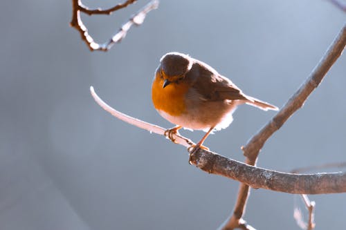 Kostnadsfri bild av djurfotografi, europeisk robin, fågel