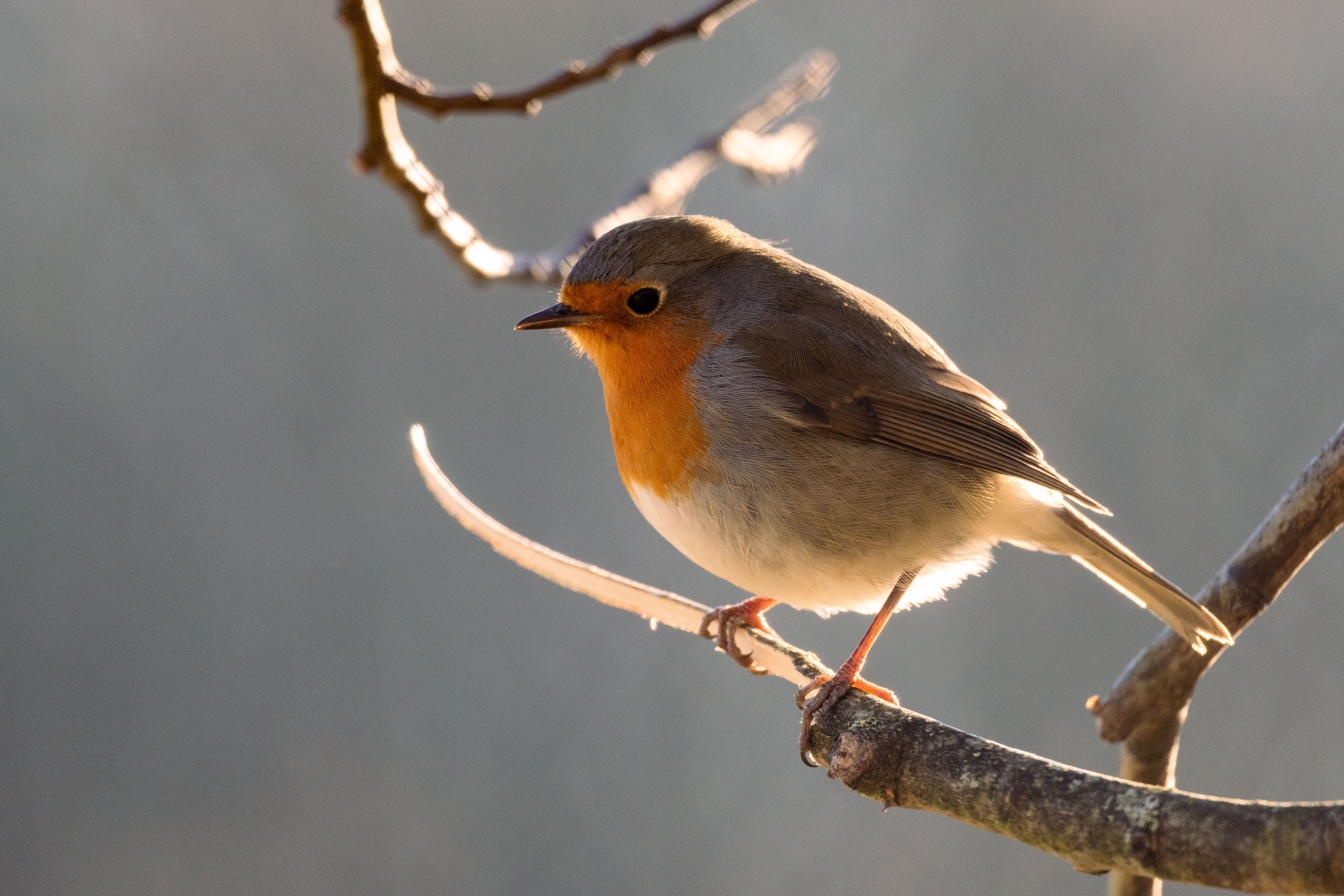 british bird has grey
