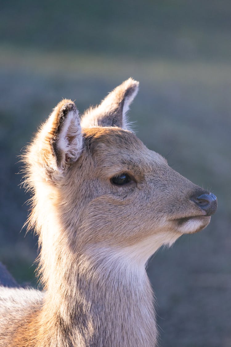 Portrait Of Deer Fawn