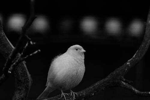 Domestic Canary on a Branch