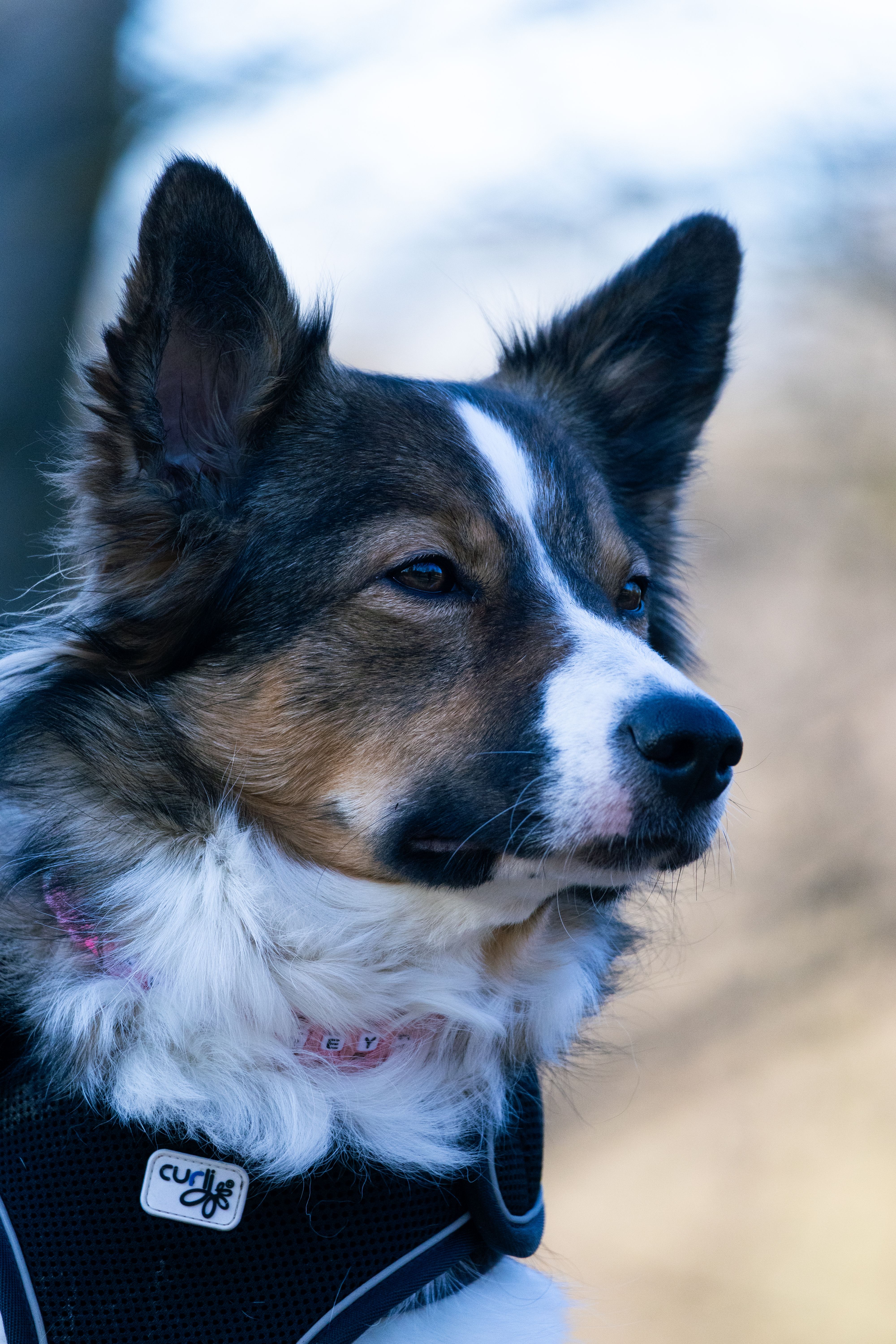Portrait of Dog · Free Stock Photo