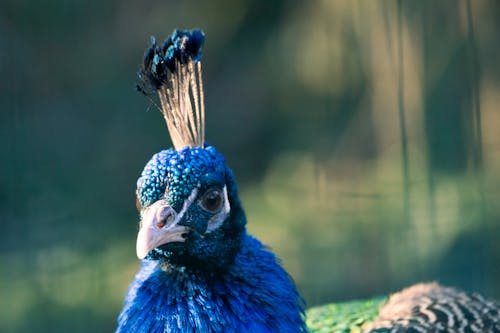 Foto profissional grátis de ave, cabeça, fotografia animal