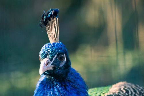 Free Detailed close-up of a vibrant peacock head with striking blue and green plumage. Stock Photo