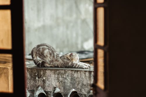 Free Gray Cat Dragging on Concrete Railing Stock Photo