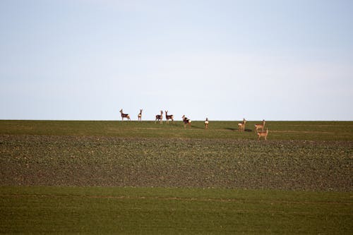 Herd of Deer in the Field