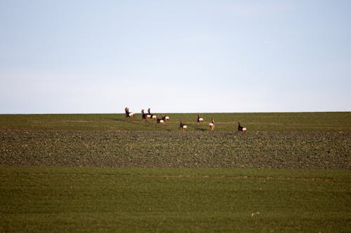Herd of Deer Galloping on Field