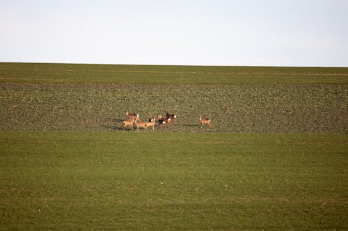 Herd of Alert Deer on a Hillside