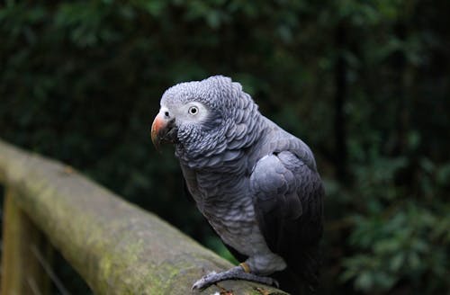 Timneh Parrot Sitting on the Fence in the Aviary
