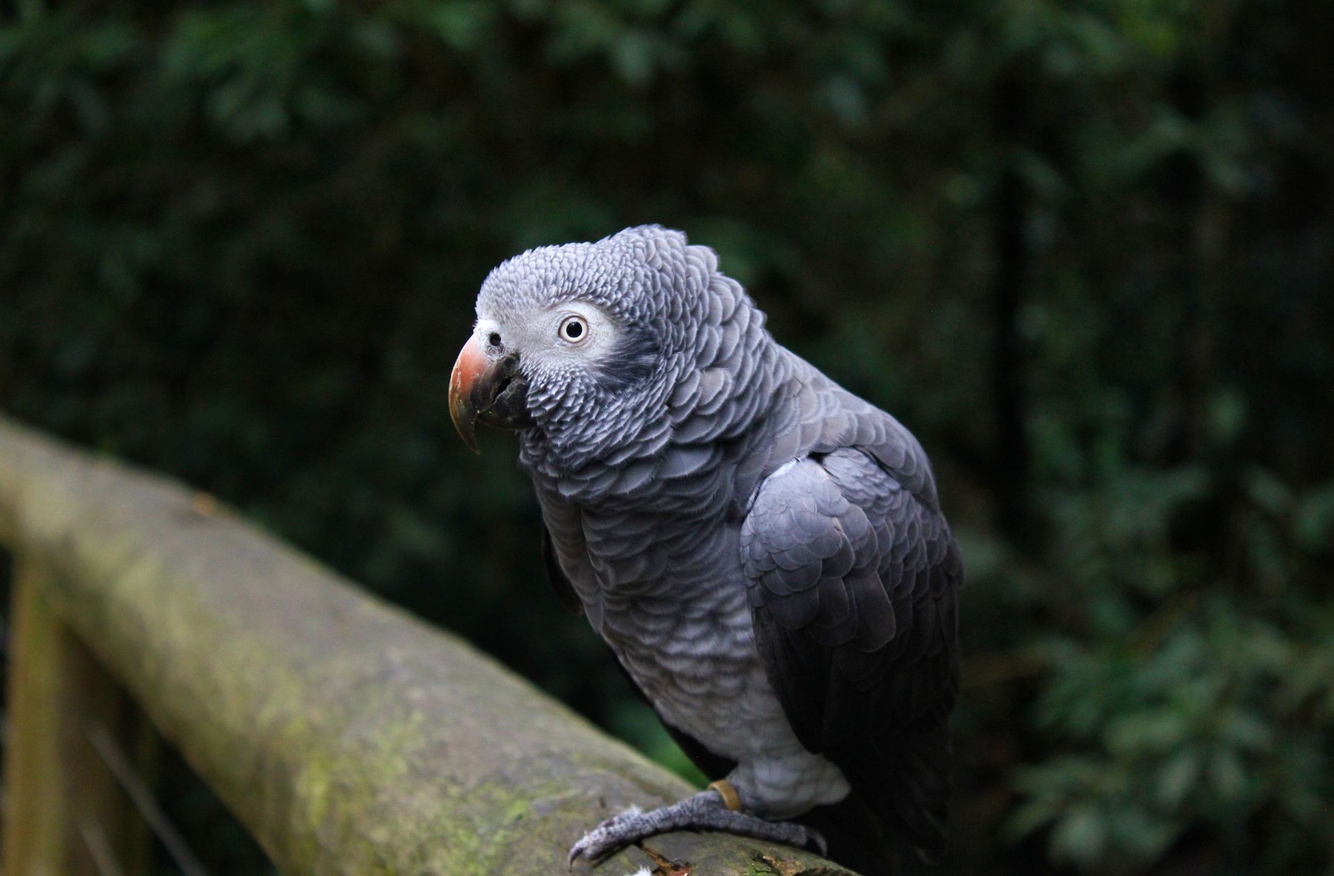 Detailed close-up of a Timneh Grey Parrot perched outdoor, showcasing nature's beauty.