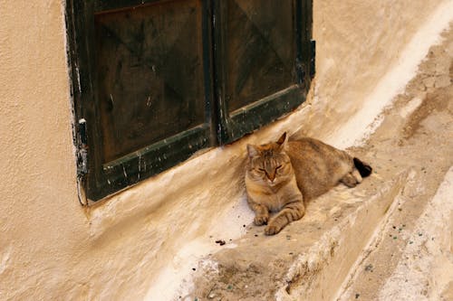 Free stock photo of beige, cat, cat relaxing