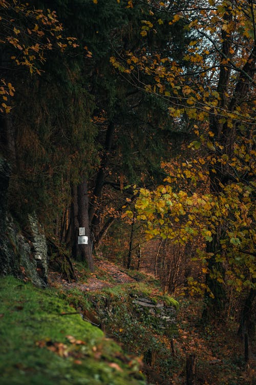 Základová fotografie zdarma na téma les, lesnatý kraj, padání