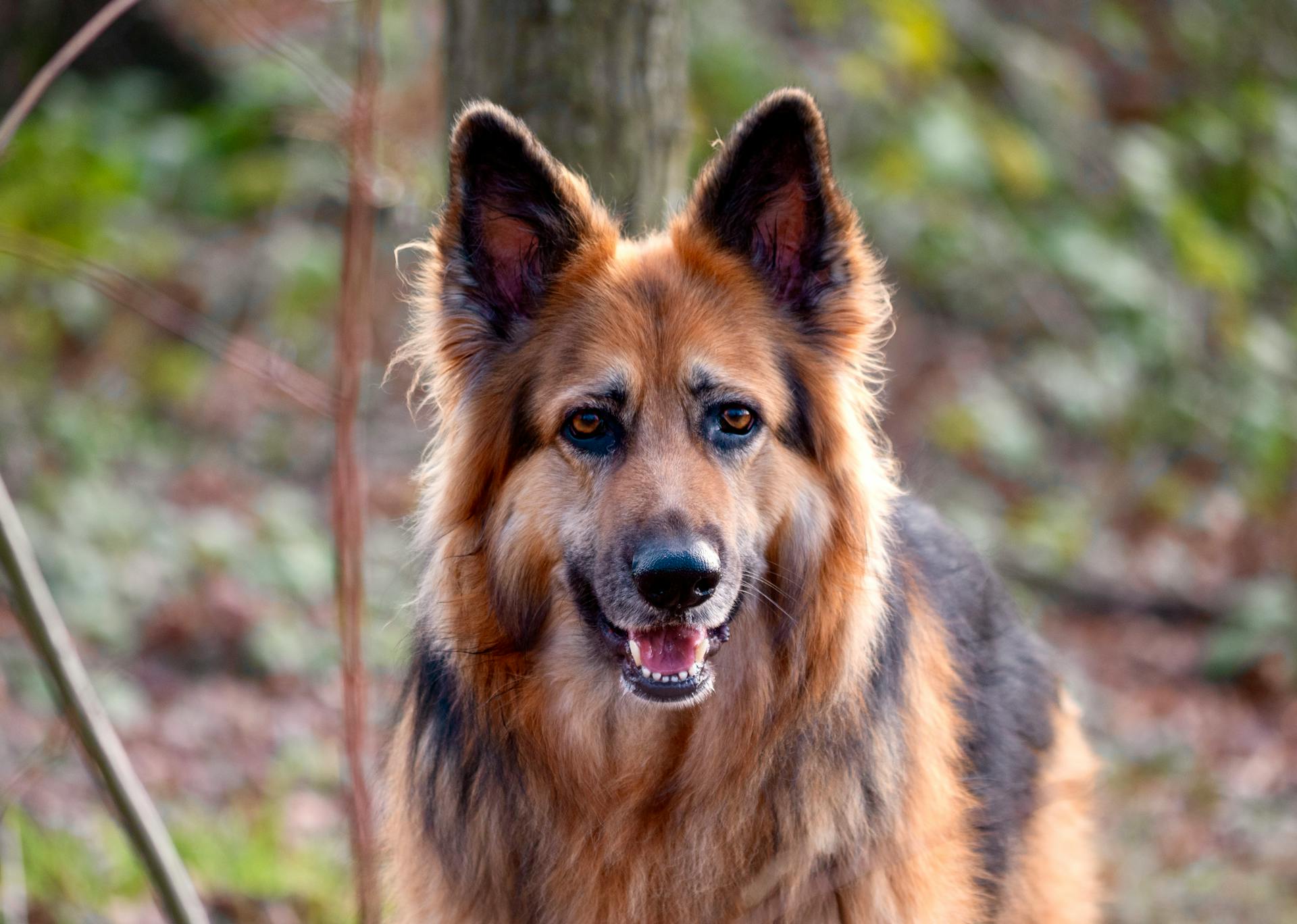 Brown German Shepherd Dog