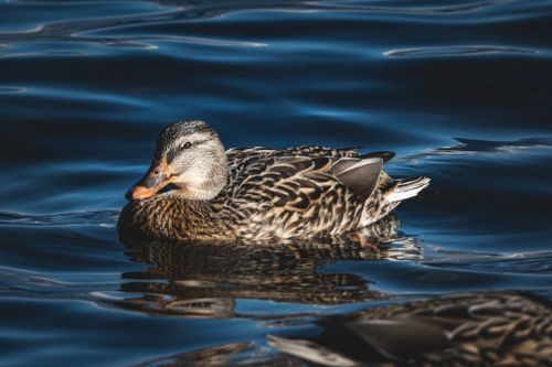Free A serene mallard duck floating gracefully on a lake with rippling blue water. Stock Photo