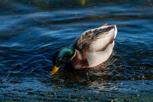 Free Close-up of a mallard duck swimming in a clear lake, showcasing its vibrant plumage. Stock Photo