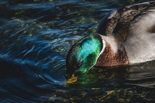 Photos gratuites de bassin, billard, canard