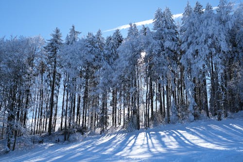 ağaçlar, don, kar içeren Ücretsiz stok fotoğraf