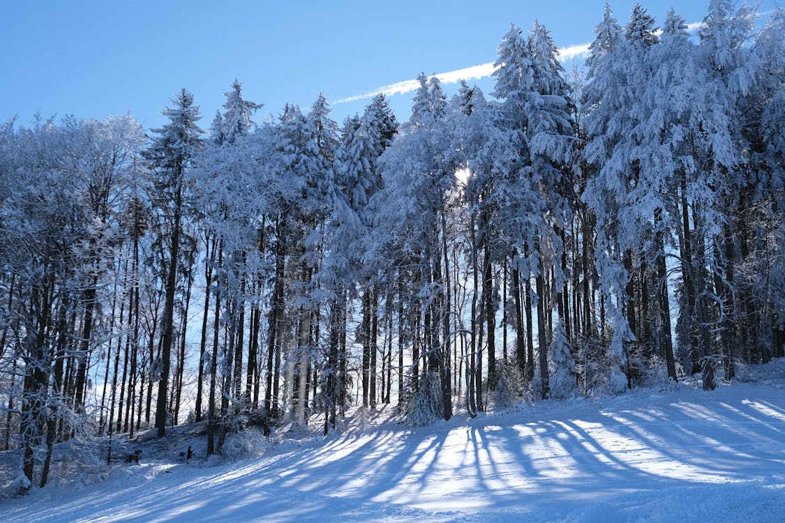 Snowy Conifers on Hillside