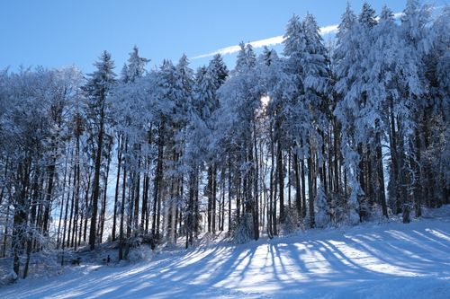 Free Tranquil winter scene of snow-covered trees in St. Gallen, ideal for seasonal themes. Stock Photo