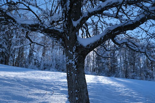 ağaç, buz, don içeren Ücretsiz stok fotoğraf