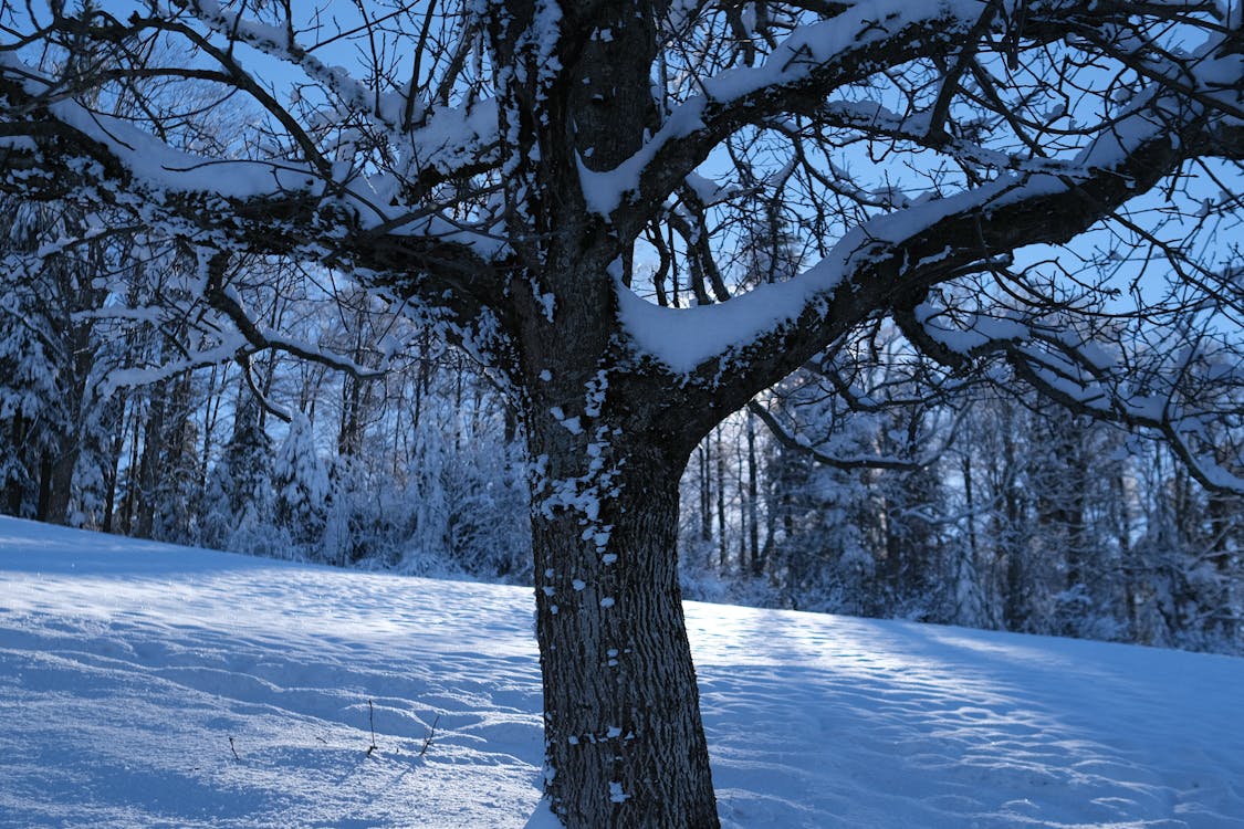 Foto profissional grátis de árvore, borda da mata, com frio