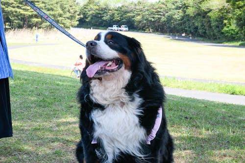 Japan Pets, Dogs