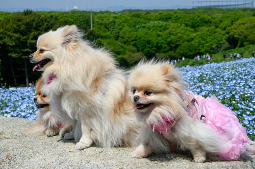 Japan Pets, Dogs