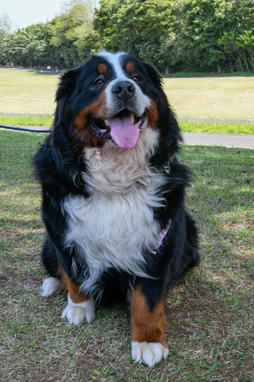 Japan Pets, Dogs