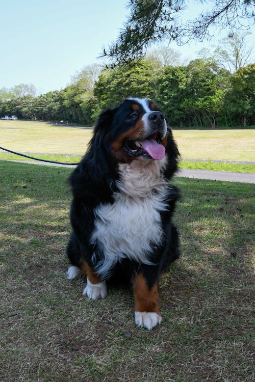 Japan Pets, Dogs