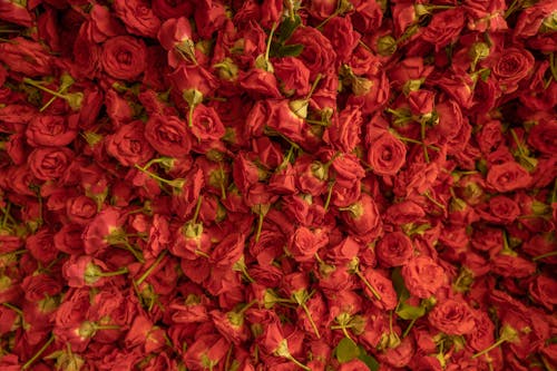 Red Rower Flowers in Bloom · Free Stock Photo