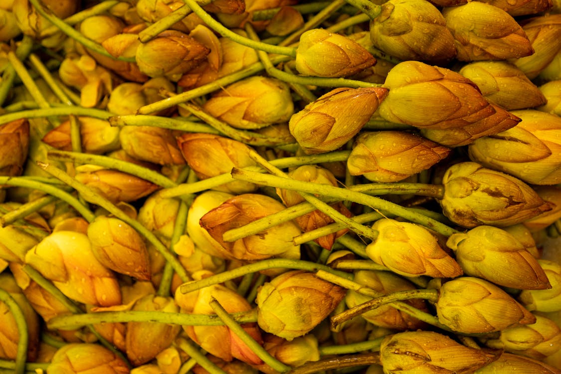 Heap of Yellow Flowers 