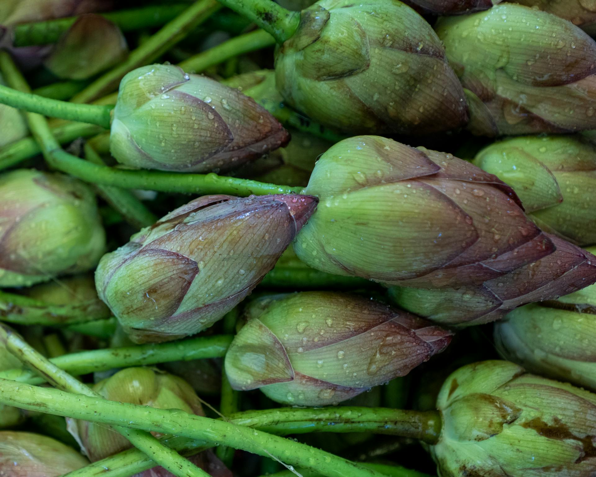 Wet Artichokes in Close-up View